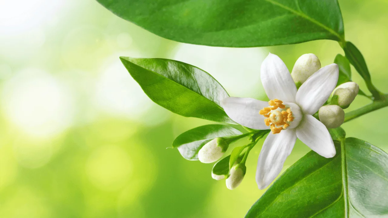 Neroli
